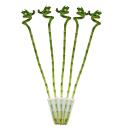 Lot de 5 bambous porte-bonheur Lucky Bamboo - en forme de...