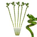 Set of 5 lucky bamboo - spiral-shaped - in a tube -...