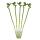 Lot de 5 bambous porte-bonheur Lucky Bamboo - en forme de spirale - dans un tube - Dracaena Sanderiana - env.40 cm de haut
