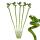 Lot de 5 bambous porte-bonheur Lucky Bamboo - en forme de spirale - dans un tube - Dracaena Sanderiana - env.40 cm de haut