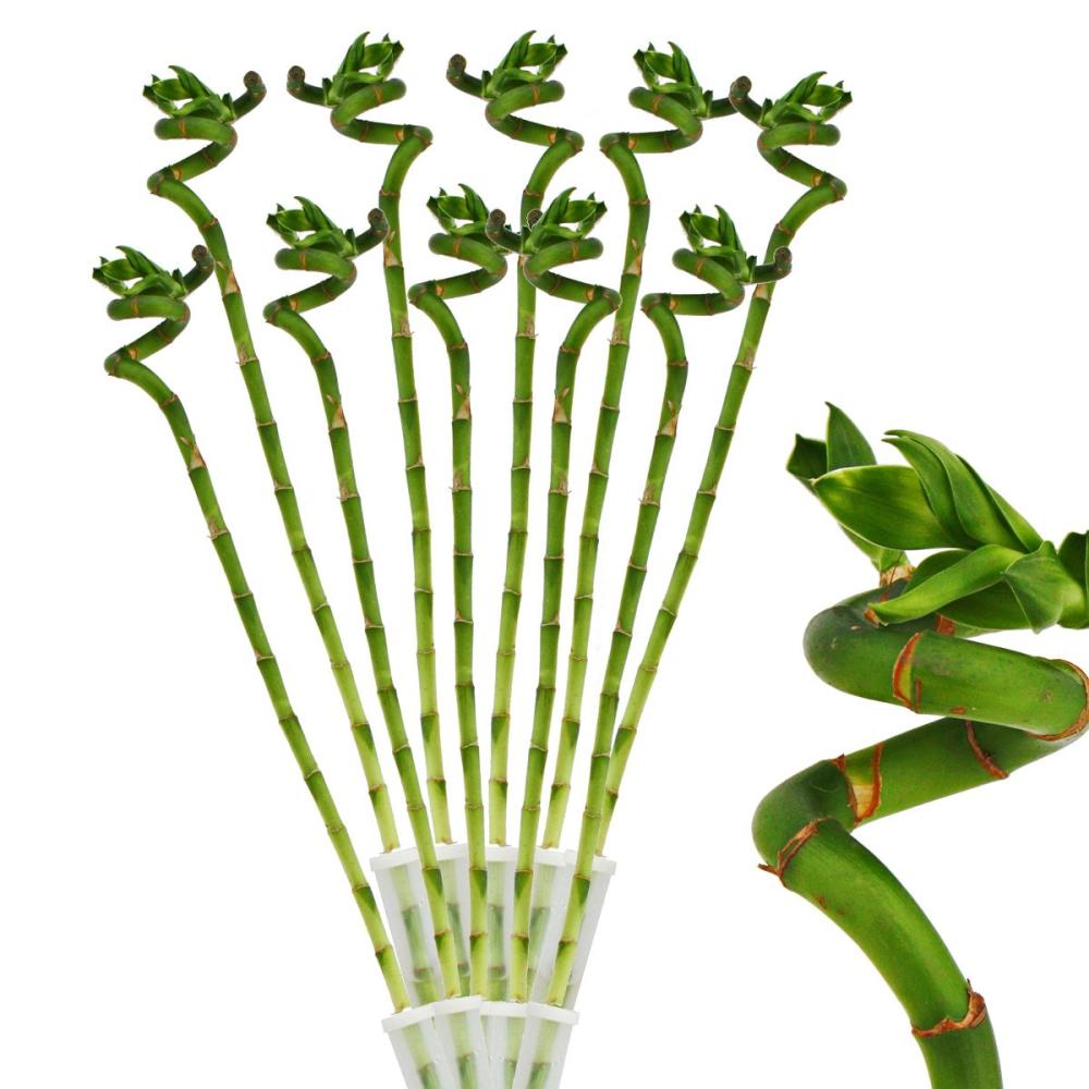10er set glücksbambus 'lucky bamboo' - spiralförmig - im röhrchen - d