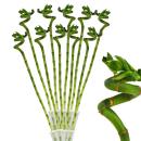 Set of 10 Lucky Bamboo - spiral-shaped - in a tube - Dracaena Sanderiana - approx. 50 cm high