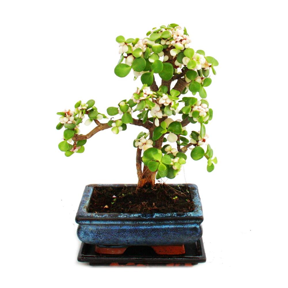 Bonsai rarity "Portulacaria afra variegata" - Jade tree - small-leave