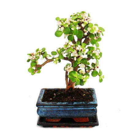 Bonsai rarity &quot;Portulacaria afra variegata&quot; - jade tree - small leaves with a special pink color