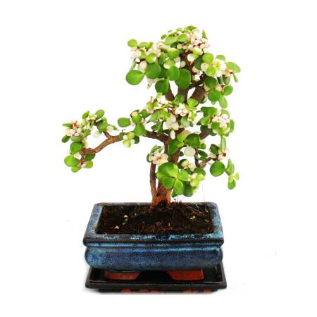 Bonsai rarity "Portulacaria afra variegata" - jade tree - small leaves with a special pink color