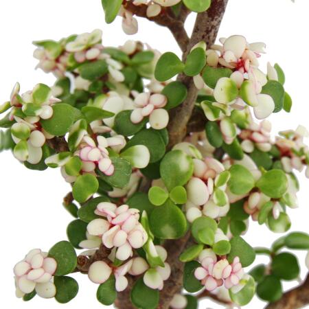 Bonsai rarity "Portulacaria afra variegata" - Jade tree - small-leave