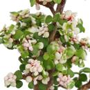 Rareté du bonsaï "Portulacaria afra variegata" - arbre de jade - petites feuilles avec une couleur rose spéciale