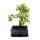 Bonsai rarity &quot;Portulacaria afra variegata&quot; - jade tree - small leaves with a special pink color