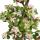 Bonsai Rarit&auml;t &quot;Portulacaria afra variegata&quot; - Jadebaum - kleinbl&auml;ttrig mit besonderer rosa  F&auml;rbung