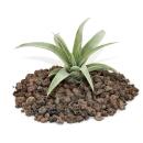 Tillandsia capitata - small