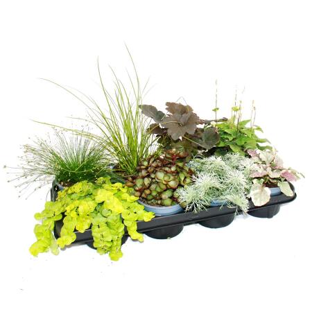 Mélange de vivaces dautomne coloré "La magie de lautomne" - 8 plantes vivaces différentes