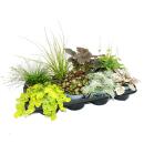 Colorful autumn perennial mix "Autumn magic" -...
