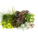 Colorful autumn perennial mix "Autumn magic" -...