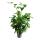 Caryota mitis - Fischschwanzpalme - ca. 120cm hoch - Solit&auml;rpalme