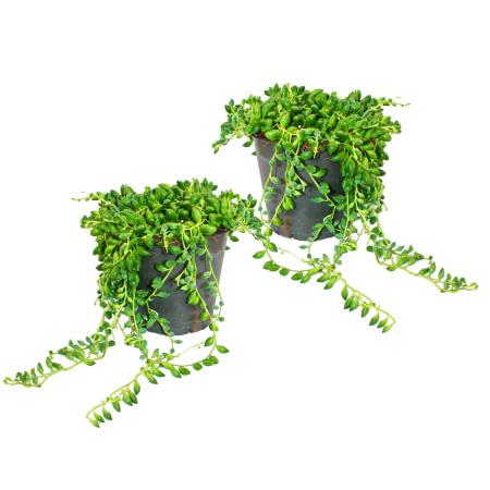 2er Set Senecio herreanus Erbse am Band 9cm Topf