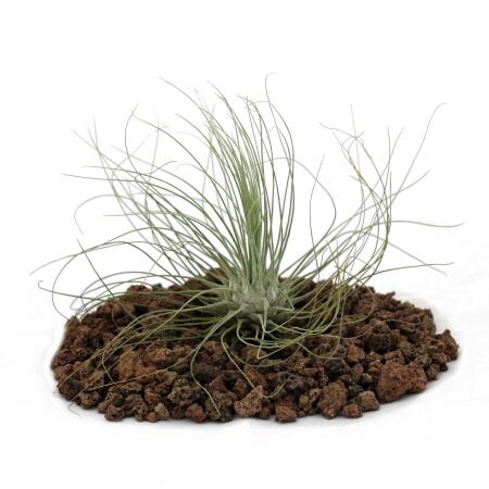 Tillandsia argentea - plante en vrac