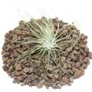 Tillandsia argentea -  Plant size: about 8-10cm