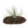 Tillandsia argentea -  Plant size: about 8-10cm