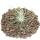 Tillandsia argentea - lose Pflanze