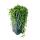 Pois sur ruban - Senecio herreanus 14cm pot