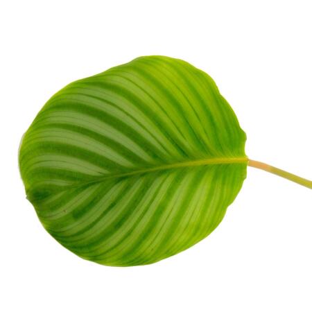 Calathea Ornata Sanderiana – Pianta D'appartamento 45 Cm, Foglie Scure