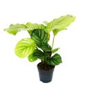 Plante dombre à laspect zèbre - Calathea orbifolia - pot 12cm - hauteur 40cm env.