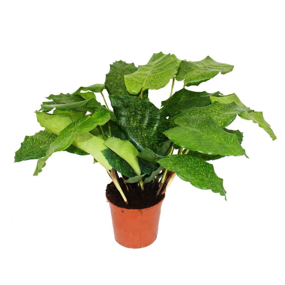 Shade plant with unusual leaf pattern - Calathea musaica "Network" -