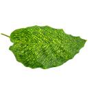 Shadow plant with unusual leaf pattern - Calathea musaica...