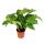 Schattenpflanze mit ausgefallenem Blattmuster - Calathea musaica "Network" - 14cm Topf - ca. 40cm hoch