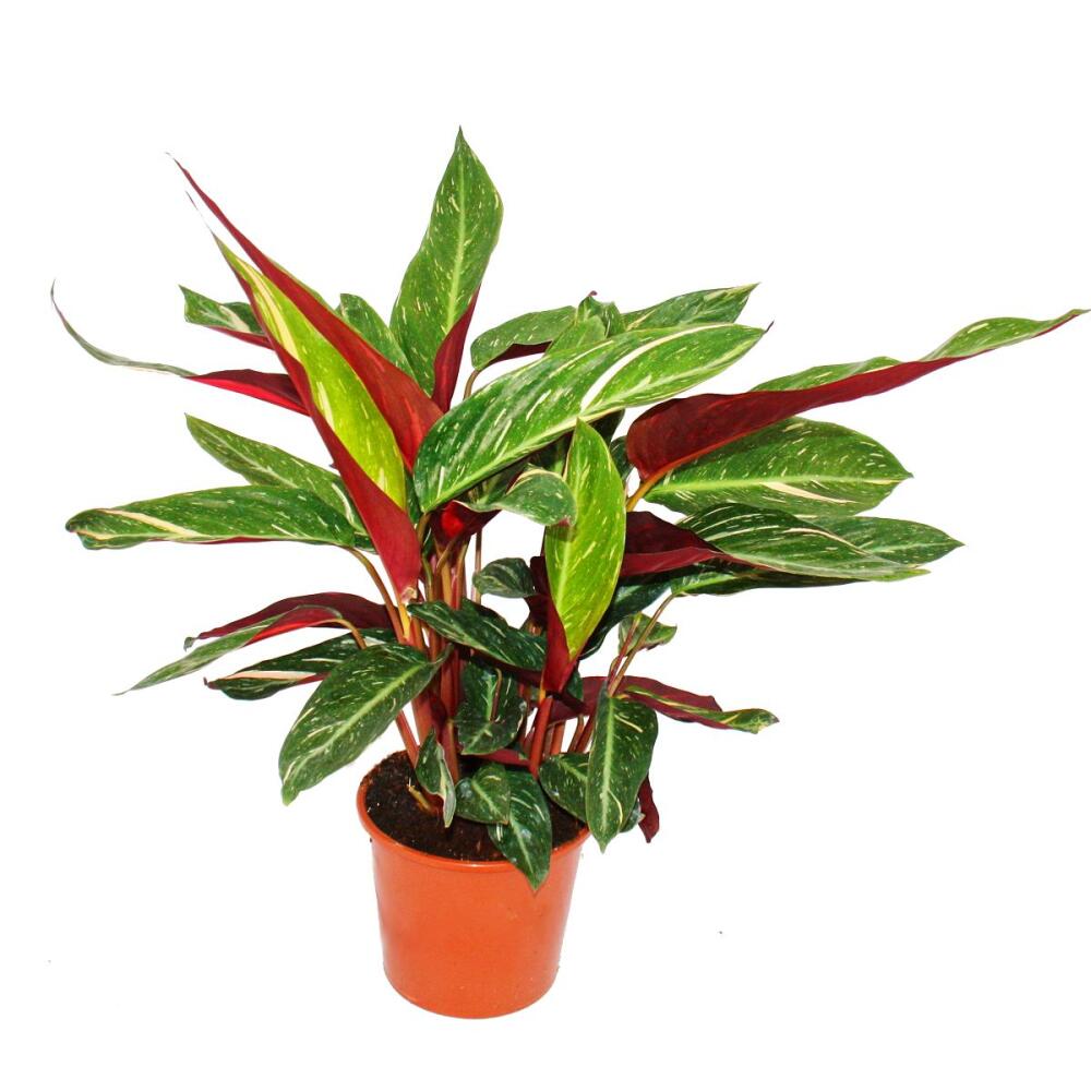 Shade plant with unusual leaf pattern - Calathea "Magicstar" - 17cm p