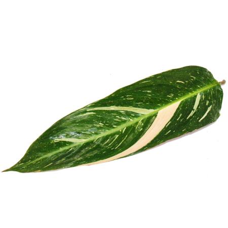 Shade plant with unusual leaf pattern - Calathea "Magicstar" - 17cm p