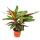 Schattenpflanze mit ausgefallenem Blattmuster - Calathea &quot;Magicstar&quot; - 17cm Topf - ca. 60cm hoch