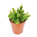 Rhipsalis mesembryanthemoides - cactus corail - dans un...