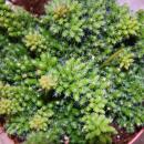 Rhipsalis mesembryanthemoides - Korallenkaktus - im 12cm Topf - sukkulente Zimmerpflanze