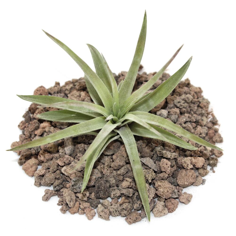 Loose Plant Small Tillandsia brachycaulos abdida