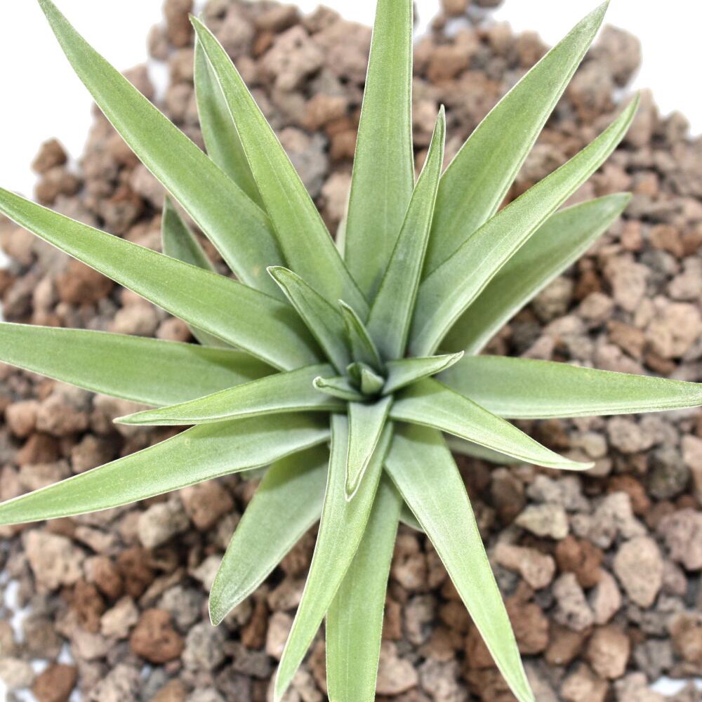 Loose Plant Small Tillandsia brachycaulos abdida