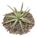 Tillandsia brachycaulos abdida - petite plante en vrac