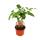 Carpenter ash - Radermachera sinica - with visible roots - 12cm pot