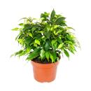 Buschige Birkenfeige - Ficus benjamini "Kinky...