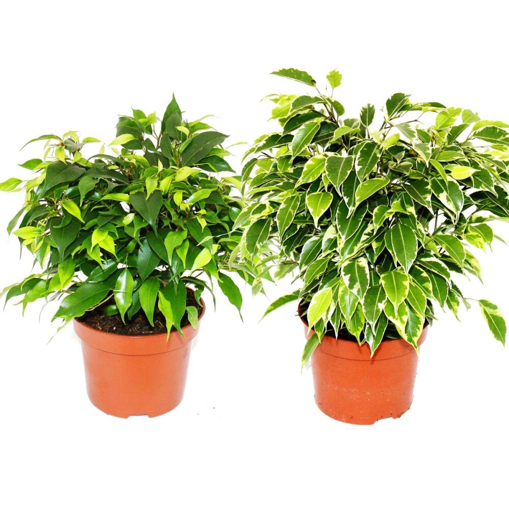 Buschige Birkenfeige - Ficus benjamini "Kinky" - weibuntes Laub - 12