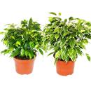 Kinky-Duo - Set with 2 different bushy weeping figs - Ficus benjamini &quot;Kinky&quot; - 12cm pot