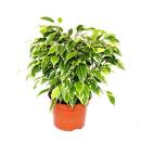 Kinky-Duo  - Set mit 2 verschiedenen Buschigen Birkenfeigen - Ficus benjamini "Kinky" - 12cm Topf