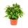 Kinky-Duo  - Set mit 2 verschiedenen Buschigen Birkenfeigen - Ficus benjamini "Kinky" - 12cm Topf