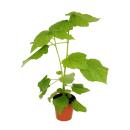 Zimmerlinde - Sparmannia africana - 17cm Topf