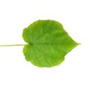 Tilleul - Sparmannia africana - pot 17cm