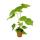 Linden tree - Sparmannia africana - 17cm pot