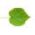 Tilleul - Sparmannia africana - pot 17cm