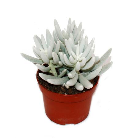 Senecio haworthii - white hairy succulent plant - 10.5cm pot