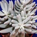 Senecio haworthii - plante succulente poilue blanche -...