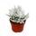 Senecio haworthii - white hairy succulent plant - 10.5cm pot